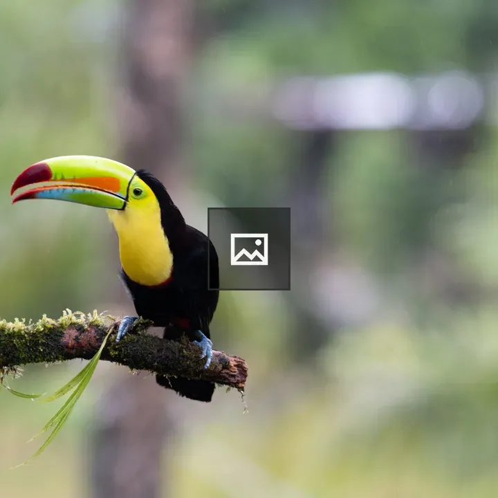 Toucan on Mossy Branch
