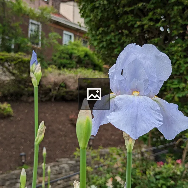 Blue Iris Flower