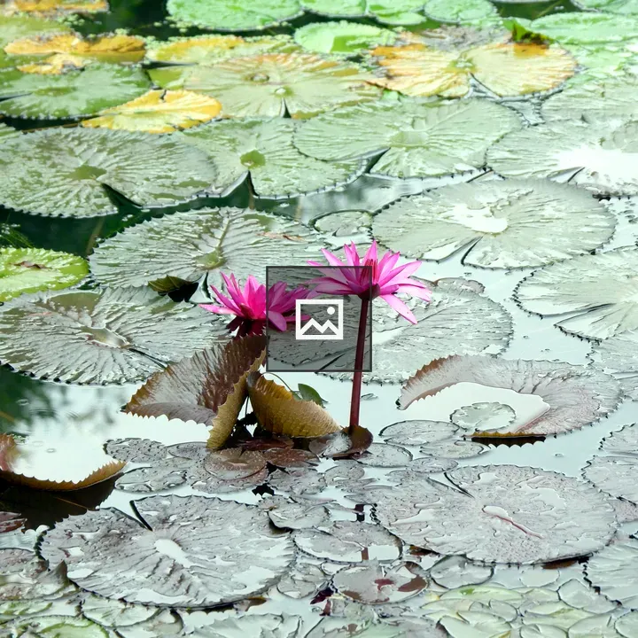 Lotus in a Pond