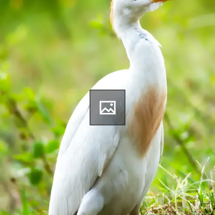 Beach egret among bushes