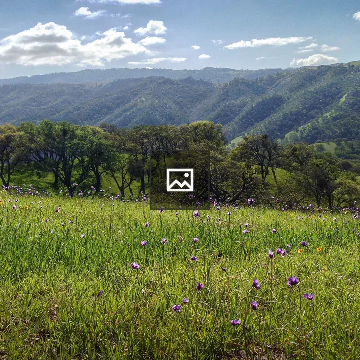 Purple wildflowers at Lake Del Valle