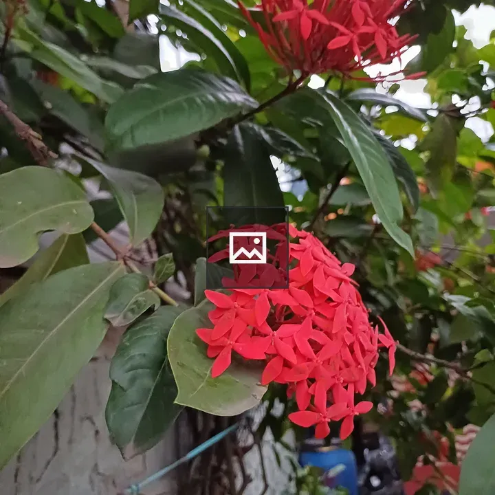 Cluster of red star-shaped flowers