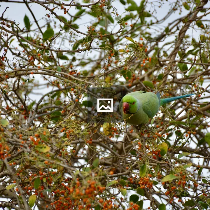 Rose-ringed Parakeet Feeding on Berries