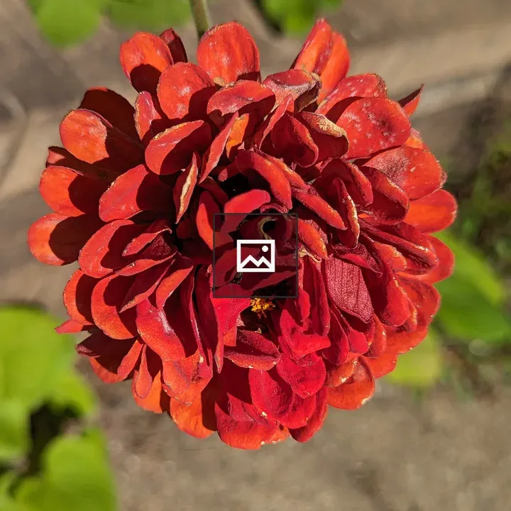 A wilting red zinnia flower