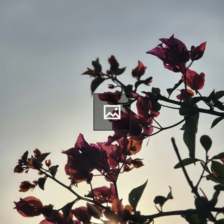 Bougainvillea Silhouette in Backlight