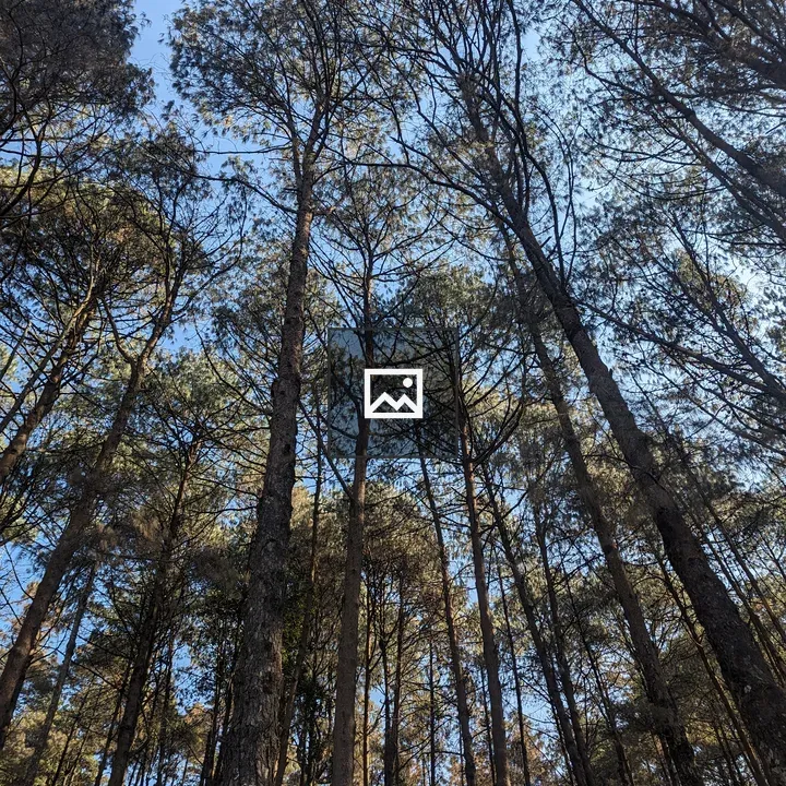 View Up Pine Forest