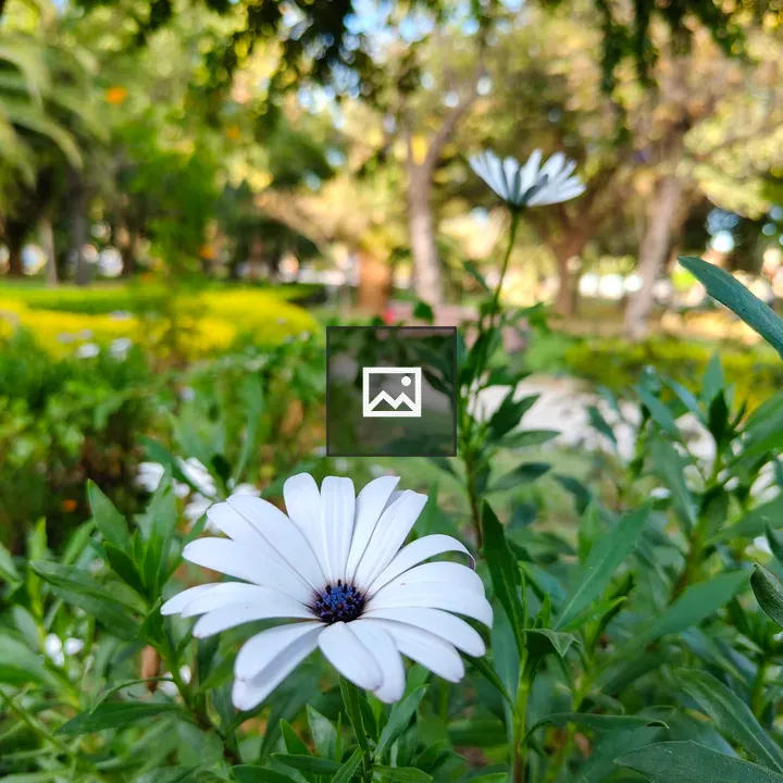 Elegant white flower with blue center