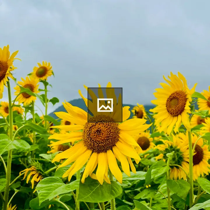 Sunflower in Field