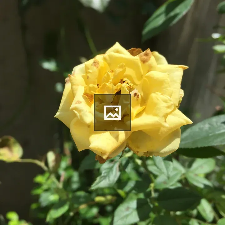 Close-up Yellow Rose