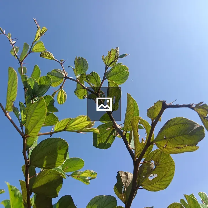 Green Leaves on Branch