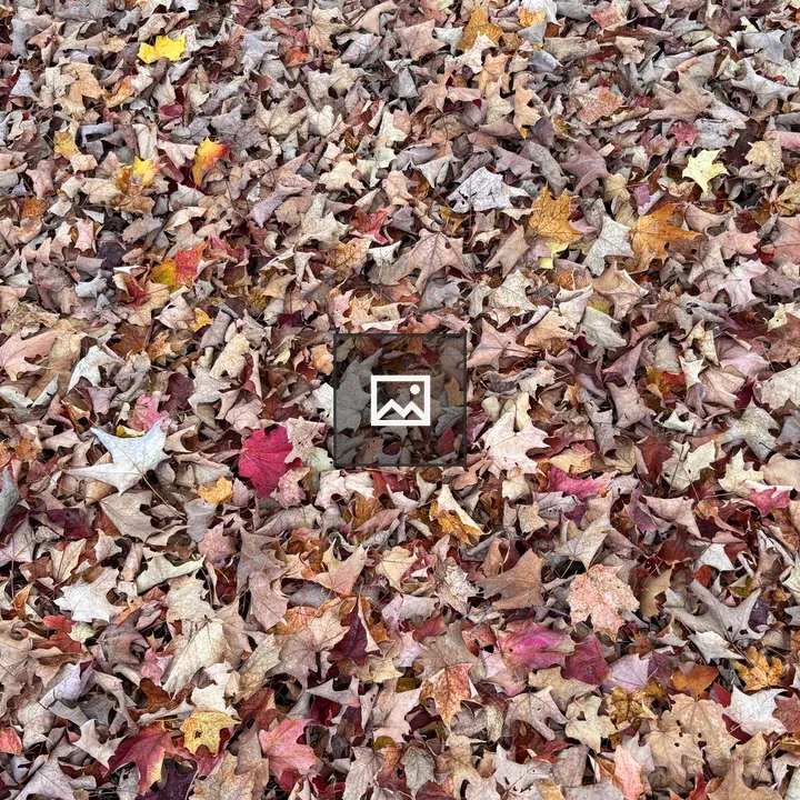 Autumn Leaves Across Ground