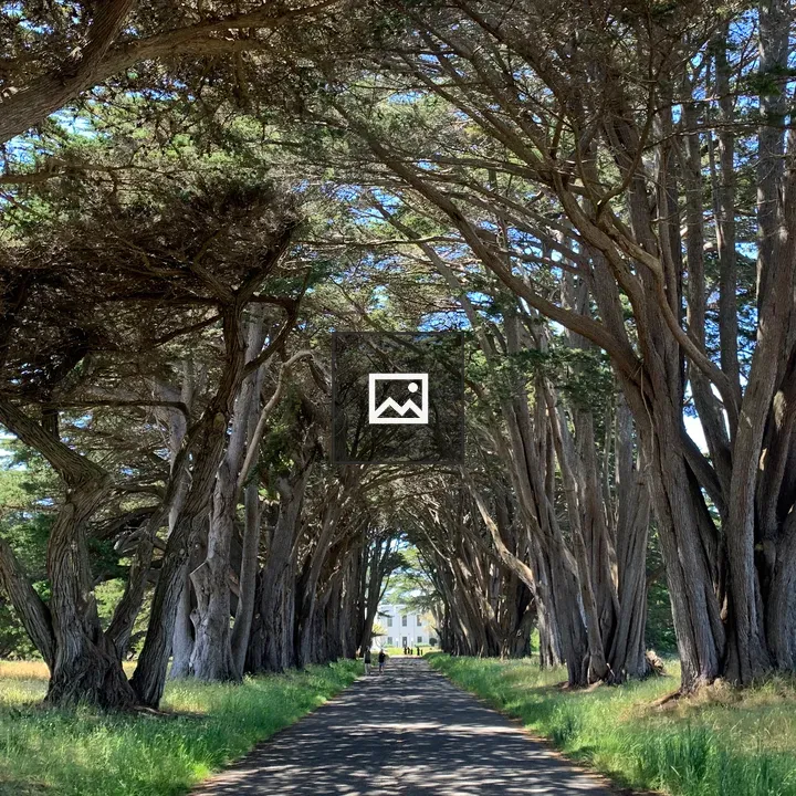Cypress Tree Tunnel