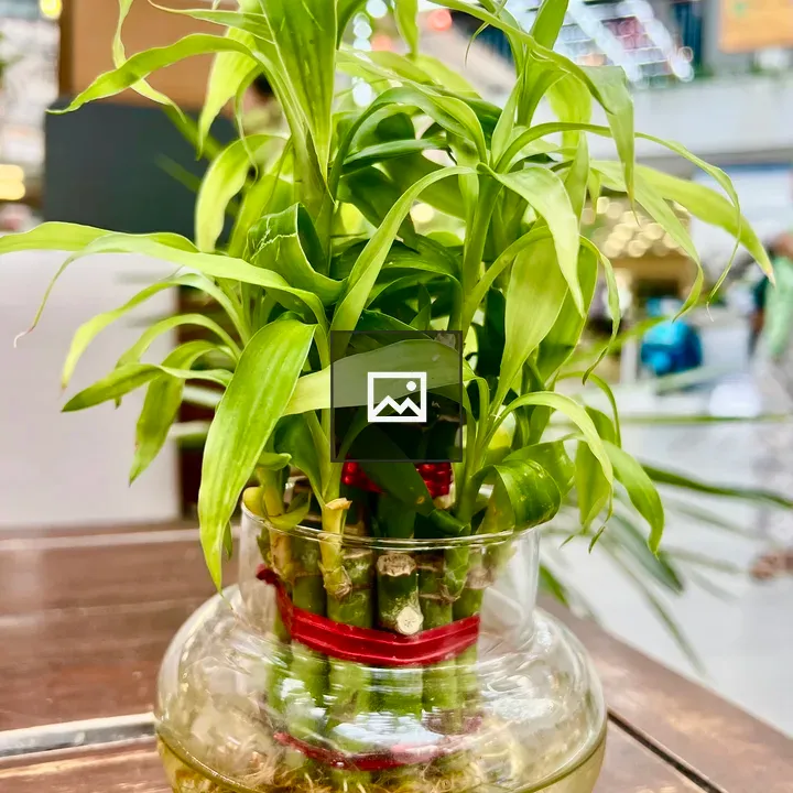 Lucky bamboo plant with red ribbon
