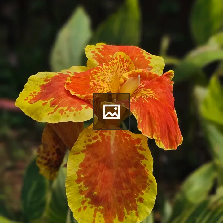 Canna Lily at Malabar Botanical Garden