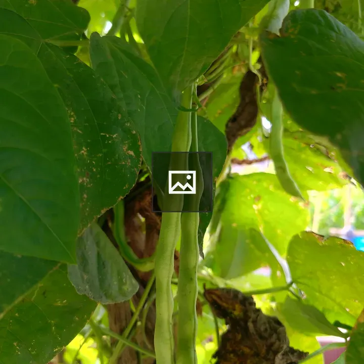 Green bean pods on a vine