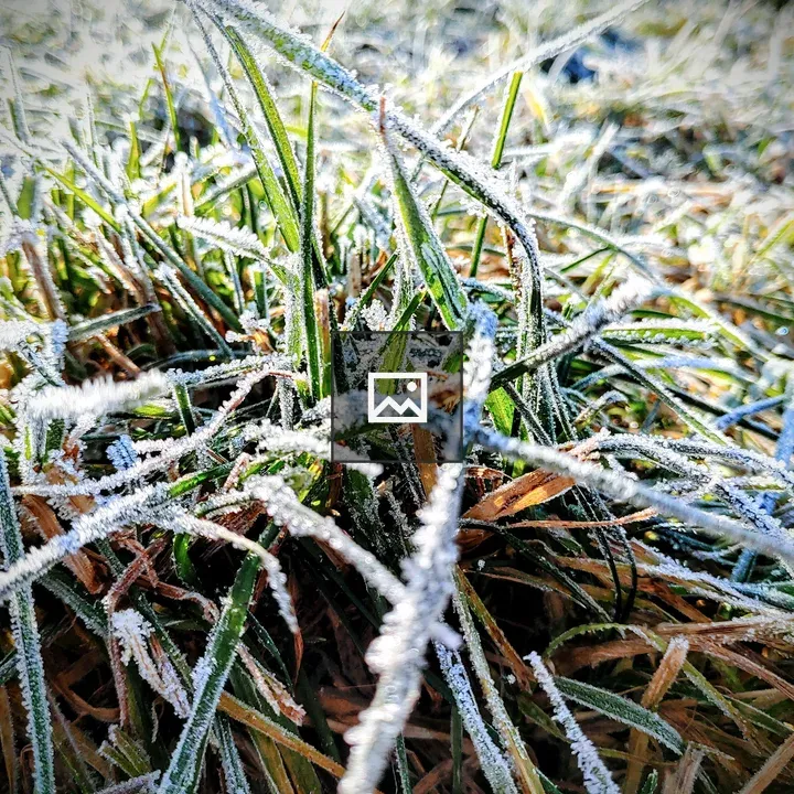 Frozen grass in frost