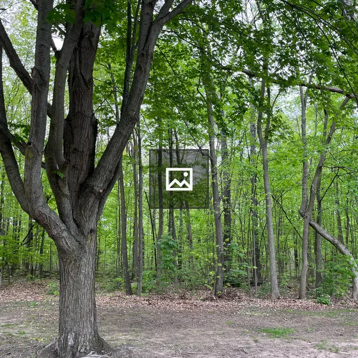 Large tree in a clearing