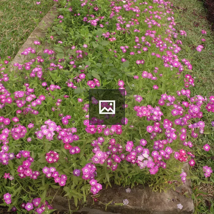 Small pink flowers in garden bed