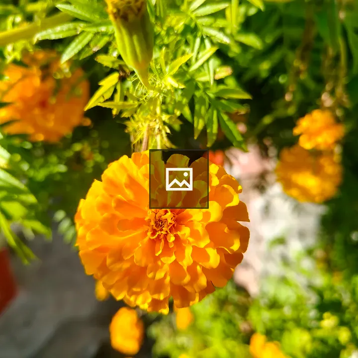 Marigold Flower in Bloom