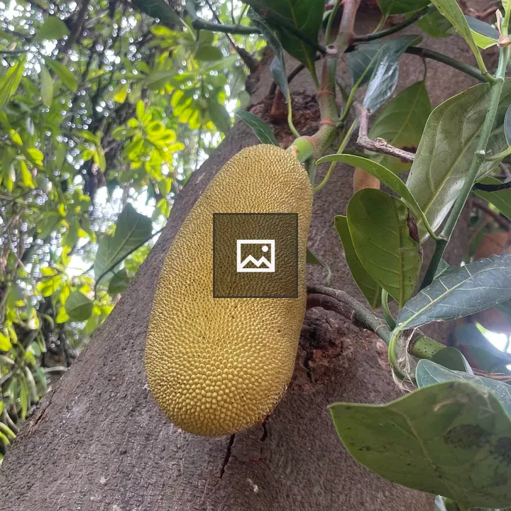 Jackfruit on Branch