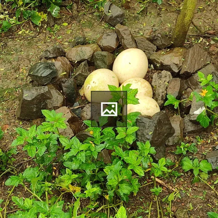 Eggs and Grass in Brown-Painted Portrait