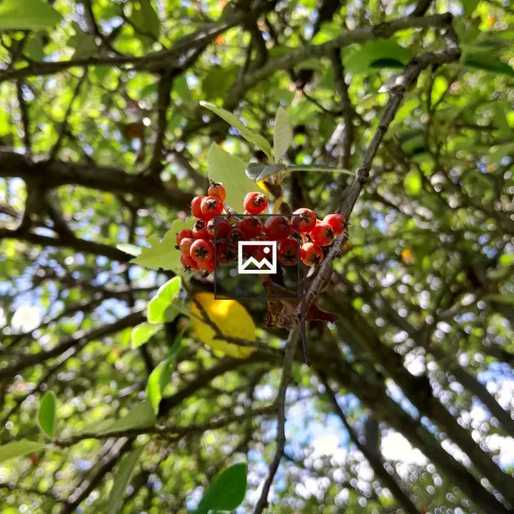 Red wild berries on a tree