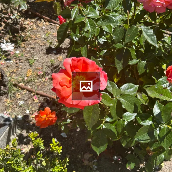 Orange rose with pink blooms