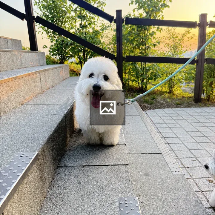 Fluffy white dog on steps