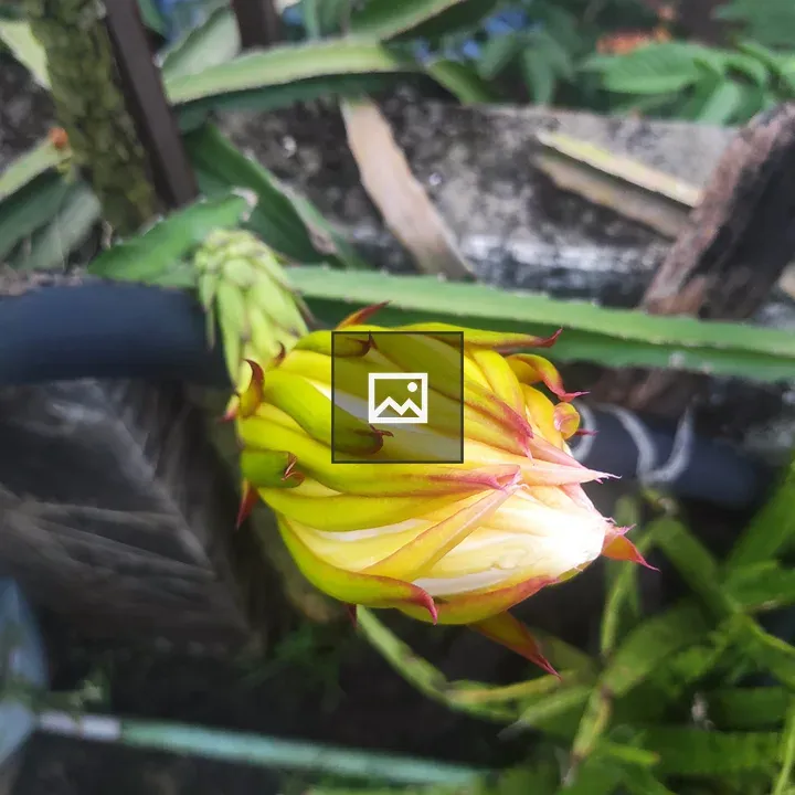 Dragon fruit flower bud close-up