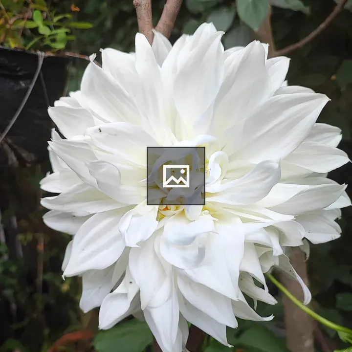 White flower on a garden