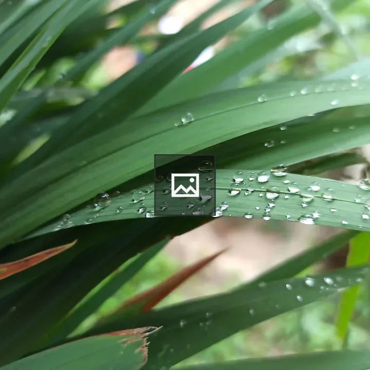 Morning Dew on Plant