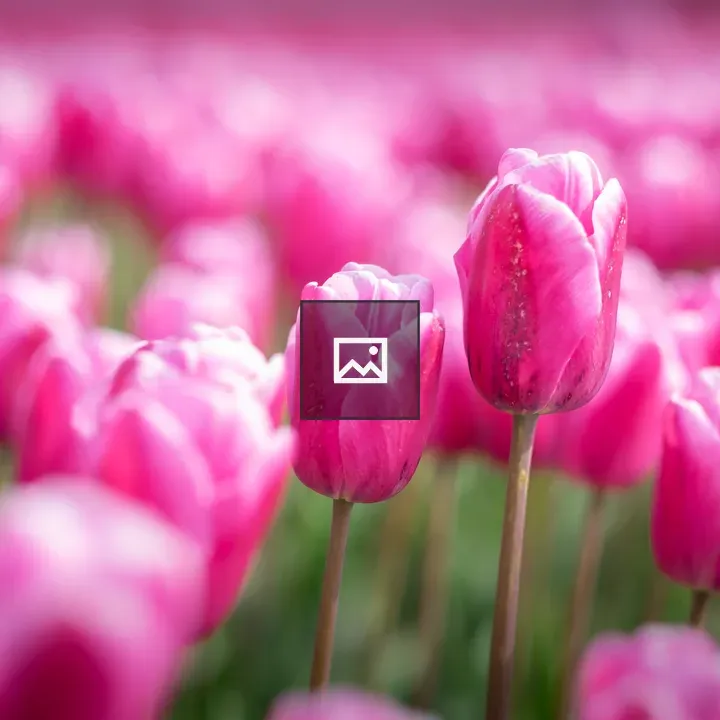 Tulips in a field