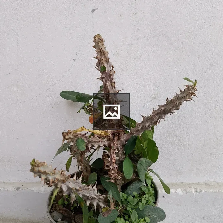 Potted cactus against pale wall