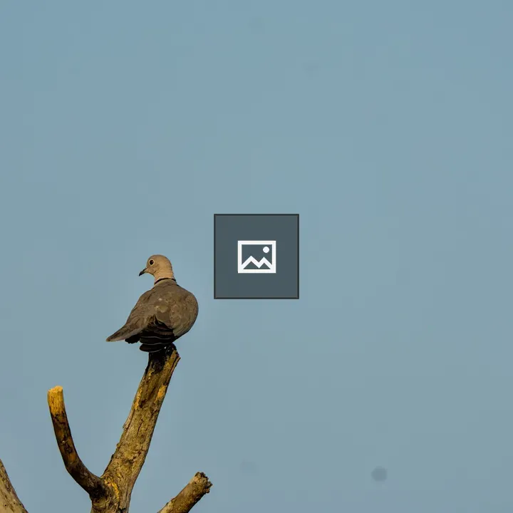 Dove on a bare branch