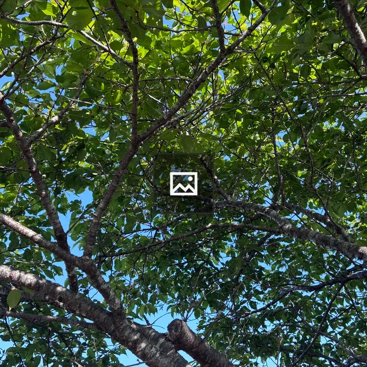 Leaves and branches under blue sky