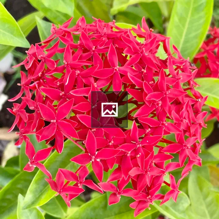 Red Ixora Flowers