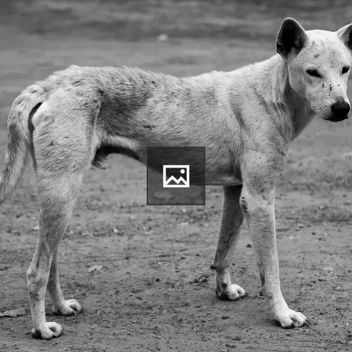 Street Dog in Kamphaeng Phet