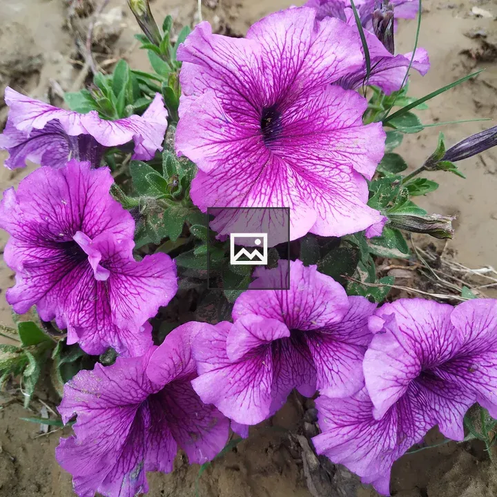 Petunia cluster in soil