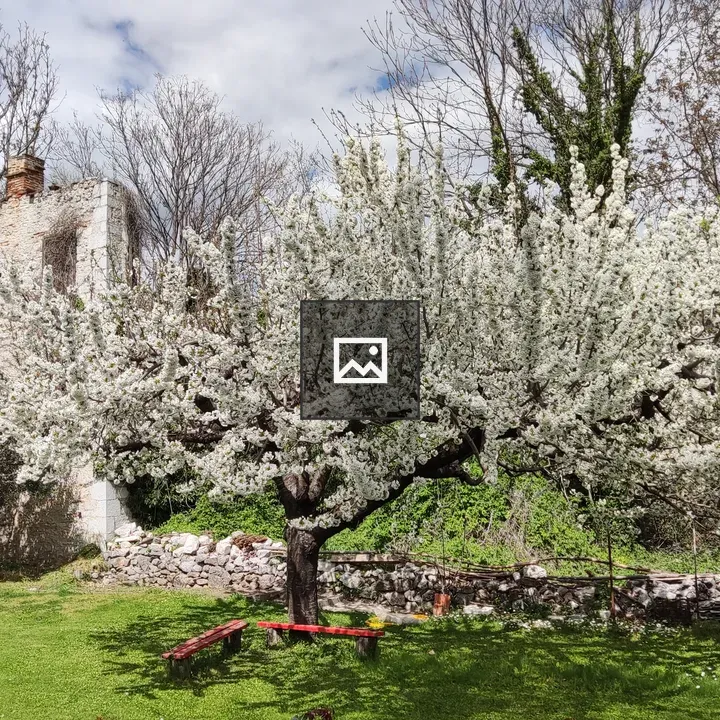 Blossomed tree in a yard