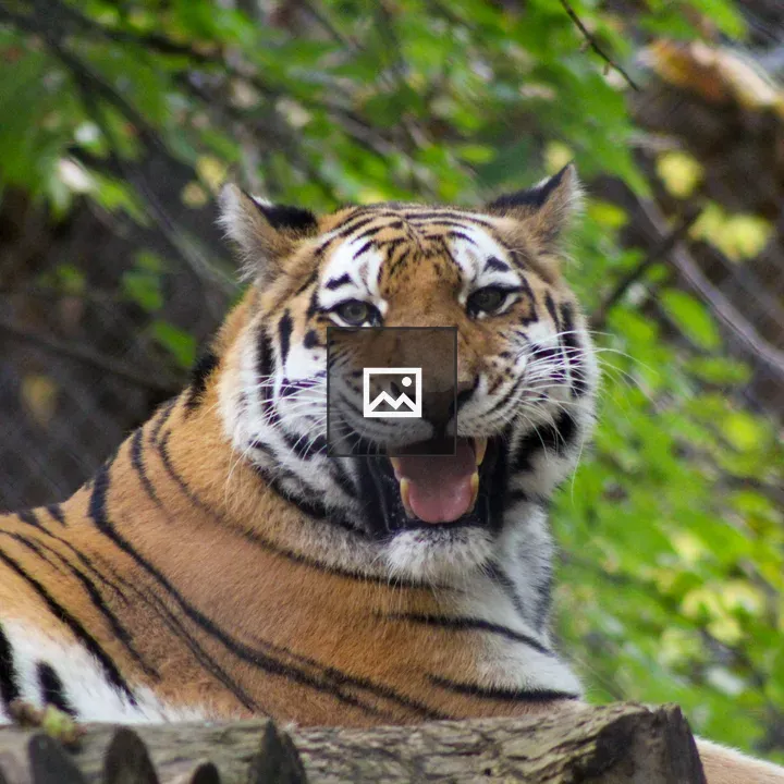 Lounging tiger