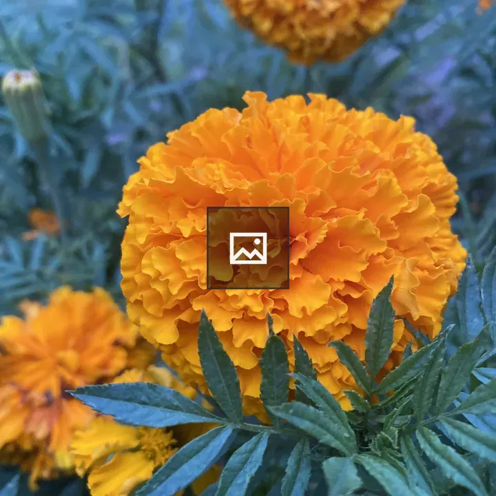 Marigold close-up in green leaves