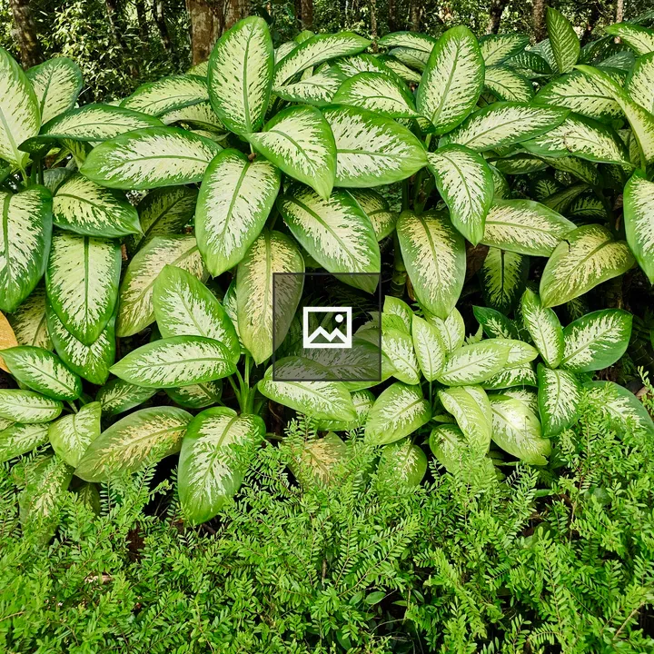 Dense cluster of variegated leaves