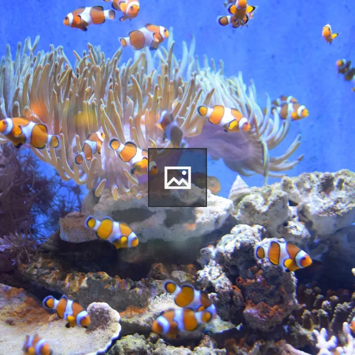 Clownfish and Anemone in Aquarium