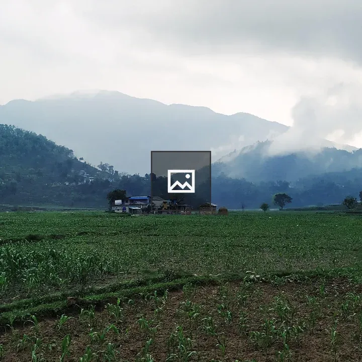 Maize Field in Nepal