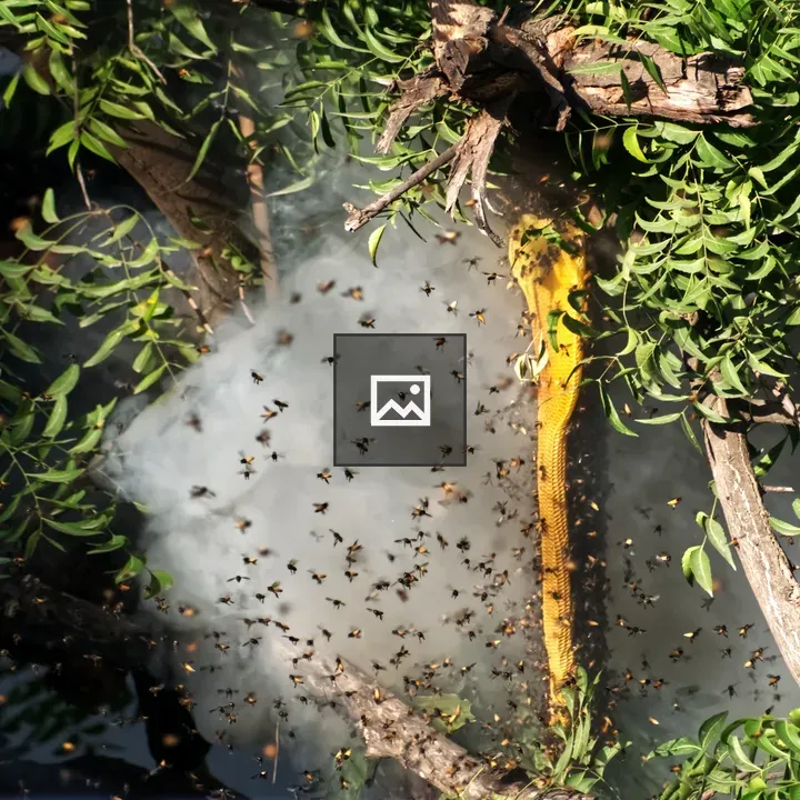 Honeybees near hive with smoke
