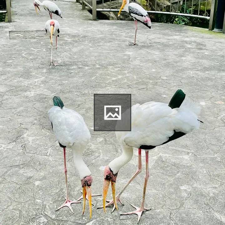 Yellow billed stork group
