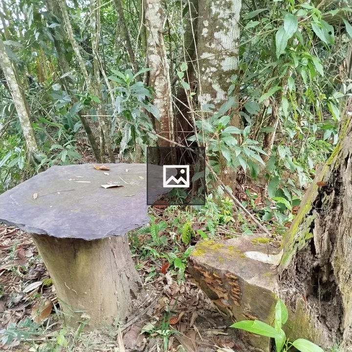 Rustic table and seating in forest