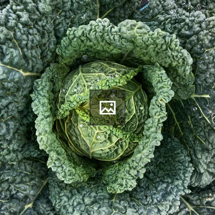 Savoy Cabbage