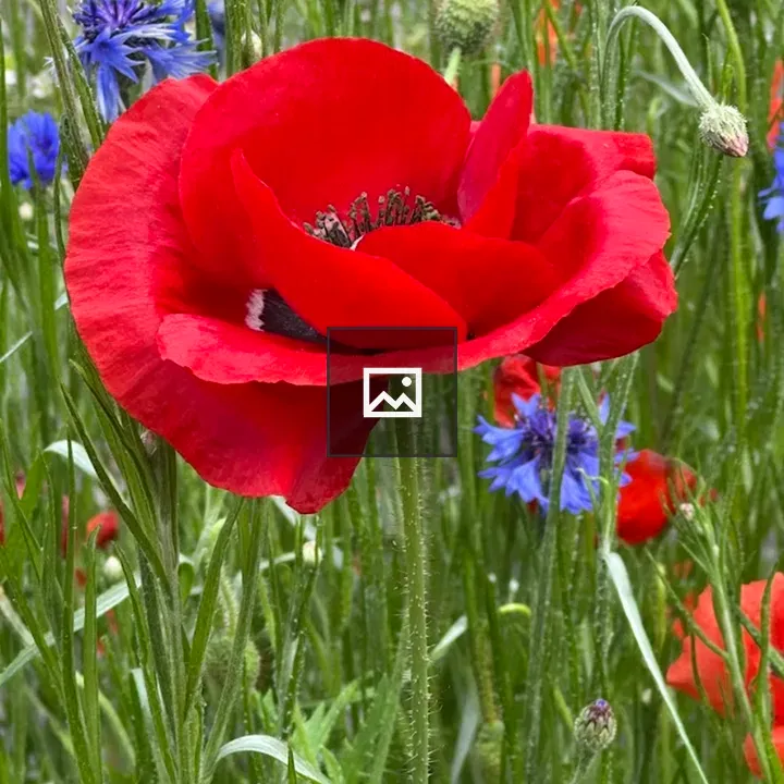 Red poppy in green field