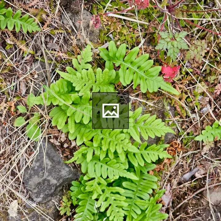 Bright green ferns along hillside path